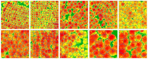 Study on Single-Tree Segmentation of Chinese Fir Plantations Using ...