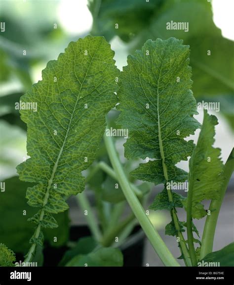 Cauliflower mosaic virus infection chlorotic netted symptoms on turnip ...