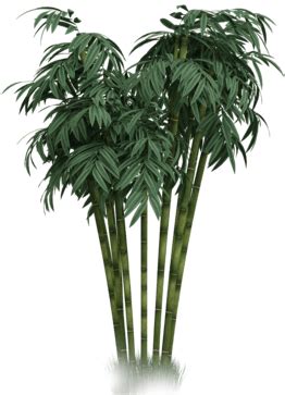 Best Luxury 5 Star Resorts Hotels in Wayanad Kerala