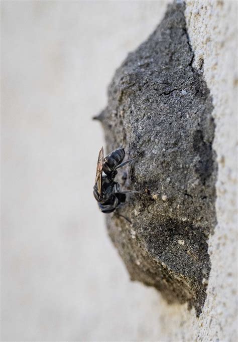 Giant Black Wasp Nest