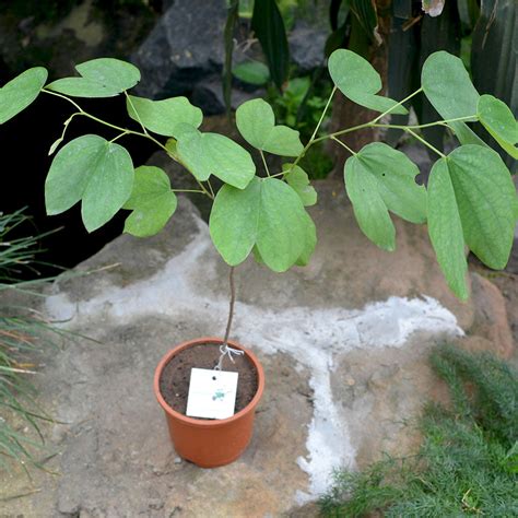 Bauhinia Malabarica Kachnar Plant