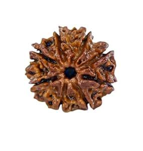 NEXG Eight Faced Lab Certified Rudraksha Traditional 8 Mukhi Ashtamukhi ...