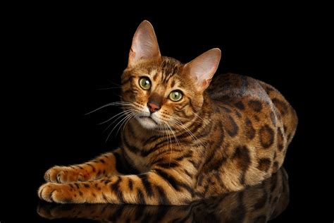 All Cat Breed Information | Purina US