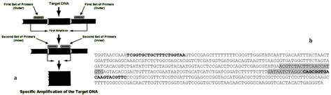A Rapid Assay to Detect Toxigenic Penicillium spp. Contamination in ...