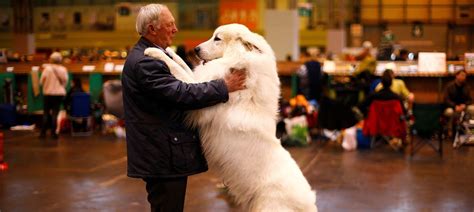 Dogs process speech similarly to humans and can understand words and ...