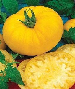 WILLVINE Pears yellow tomato Seed [25g, 7500 Seeds] Seed Price in India ...