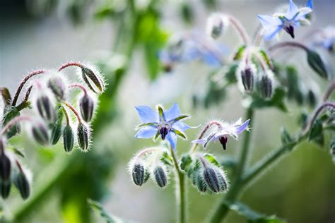 15 Best Borage Companion Plants: Herbs, Vegetables, Flowers, More - The ...