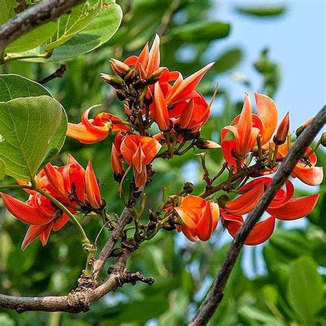 LIVE GREEN Plant Seeds | Butea Monosperma - Palash, Sacred Tree Plant ...
