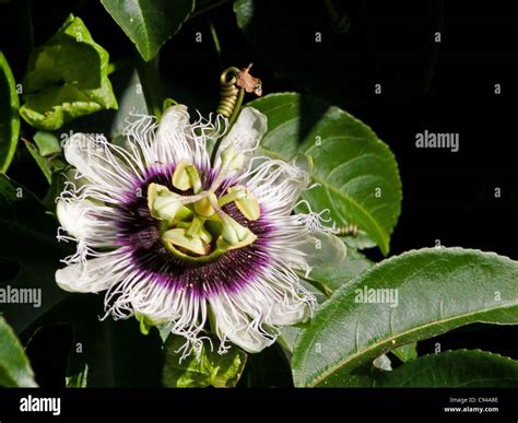 Passiflora edulis hi-res stock photography and images - Alamy