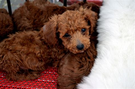 Brown Puppy Free Stock Photo - Public Domain Pictures