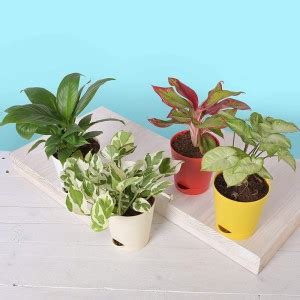 Vibrant Green Peace Lily Plant Price in India - Buy Vibrant Green Peace ...