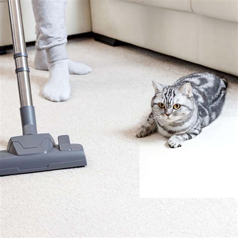 5 Ways to Choose the Best Pet Flooring and Care for It