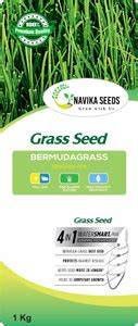 Navika Seeds Bermuda Grass, Lawn Grass, Cricket Ground Grass Seed Price ...