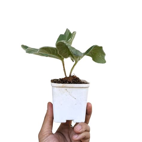 Soiled: India's No.1 Destination for Exotic & Rare Plants