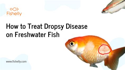 Treating Ich & White Spot Disease in Freshwater Fish