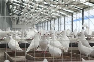 肉鸽养殖发展现状如何？_种鸽-肉鸽-天成鸽业养殖基地