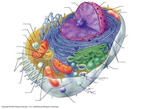 Generalized Cell Structure 的图像结果