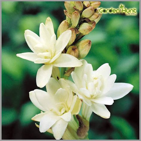 Polianthes Tuberosa (Rajnigandha) 4 - Bulbs - GardenHunt : Amazon.in ...