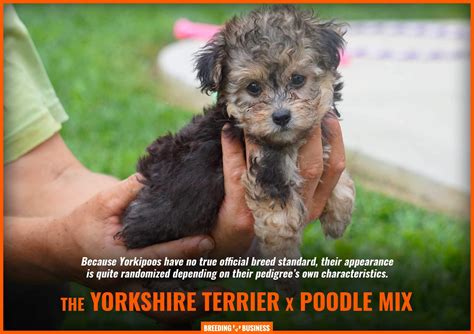 How To Breed Yorkipoos – Breeding the Yorkshire Terrier x Poodle Mix