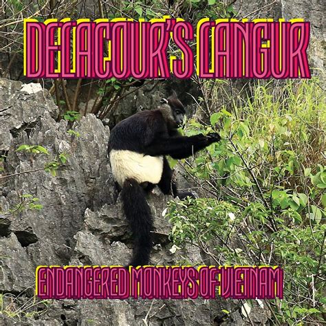 Delacours Langur Endangered Monkeys Of Vietnam One Of The Worlds | Desertcart KUWAIT