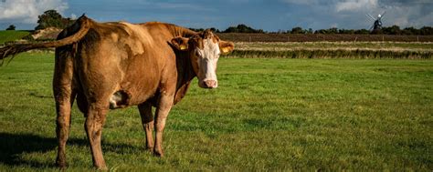 Rinderschlachtung: Danish Crown schlachtet künftig für Vion ...