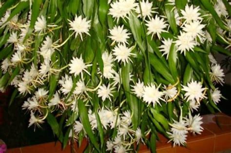 Image result for Fibonacci Sequence Recursive Python
