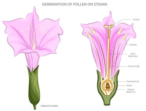 Pollen germinates on stigma, initiating fertilization in plant ...