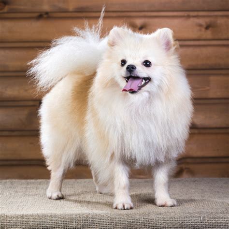 20 Popular & Cute Small Dog Breeds