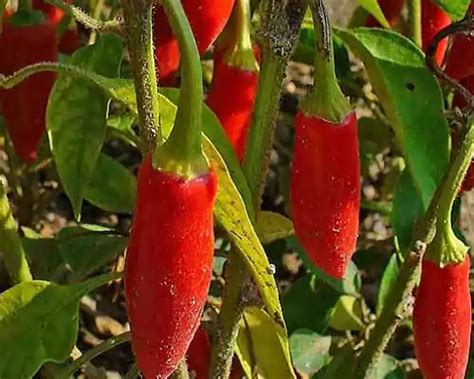 Capsicum Oleoresin: 6 Surprising Benefits | AOS Products