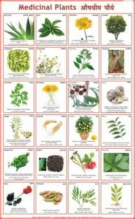 Medicinal Plants Chart Paper Print - Educational posters in India - Buy ...