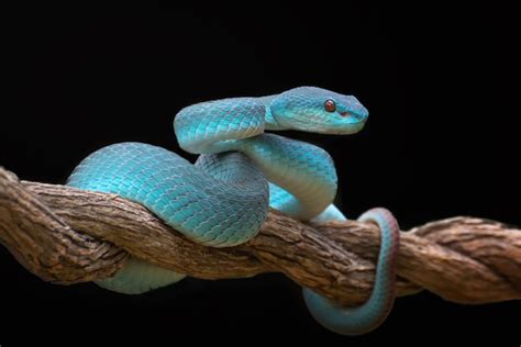 Lesser sunda pit viper in black background | Premium Photo