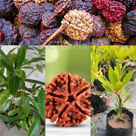 Clitoria Nepal Variety Rudraksha Live Plant Original Vaiety (Pack Of, 2 ...