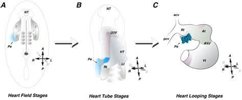 Induction of the Proepicardium