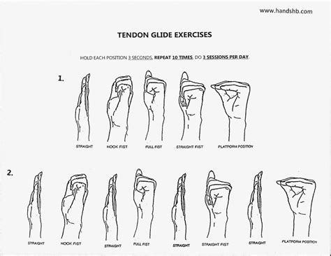 Printable Tendon Gliding Exercises
