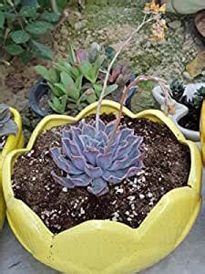 Lasaki Lotus Ceramic Pots for Indoor Plants,Planters,Flower pots,gamla ...