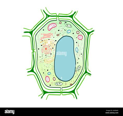 Plant Cell Vacuole Microscope