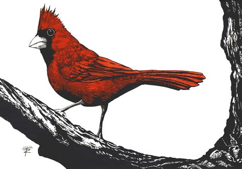 Virginia State Bird Cardinal Virginia State Bird: Northern Cardinal