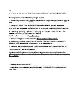 Endocrine System Crash Course 的图像结果