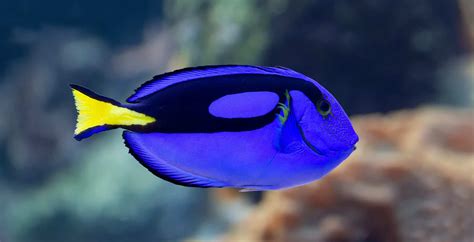 What Kind of Fish Is Dory from 'Finding Nemo'? - A-Z Animals