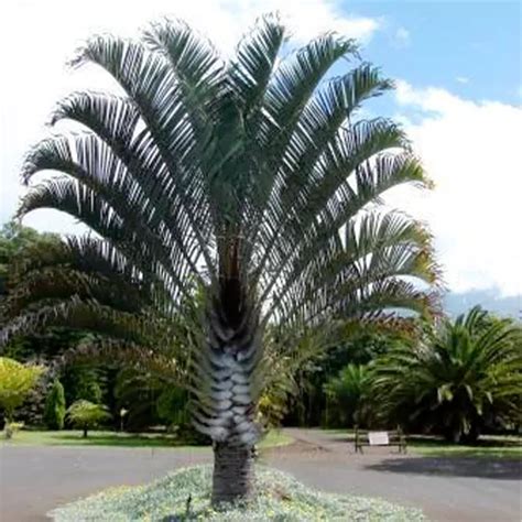 Triangle Palm (Dypsis Decaryi) - Plant – Lalit Enterprise
