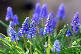 Image result for Blue Spring Flowers
