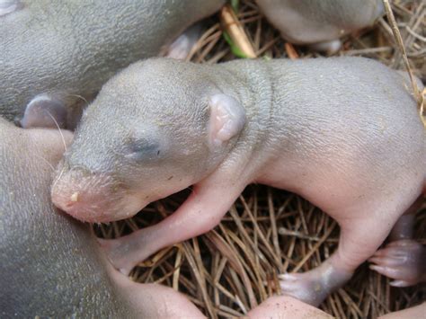 為什麼可愛的小倉鼠生完寶寶會吃掉其中的幾個？ - 每日頭條