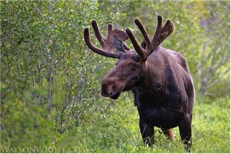 Moose Craft Mods 的图像结果