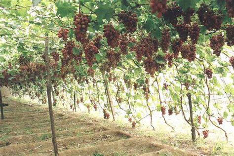 葡萄的种植方法，冬夏两季适合给葡萄修剪 - 酷蜜蜂