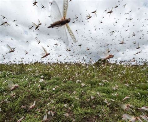 Worst locust swarm attack in 27 years destroys crops across five states ...