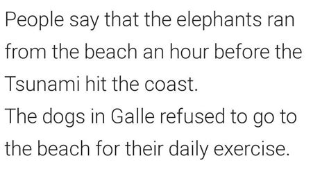 What did the people at yala national park observe about an hour before ...