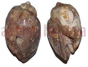 Predictive Questionnairer (Bhagya Prashnawali)