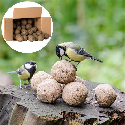 Box of 50 Fat Balls with Insects | Fat Balls for Birds | Bird Food
