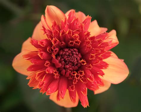 FATA MORGANA – Geerlings Dahlia