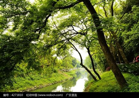 春天里的森林小溪高清图片下载_红动中国